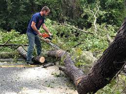 Best Hazardous Tree Removal  in Pottsboro, TX