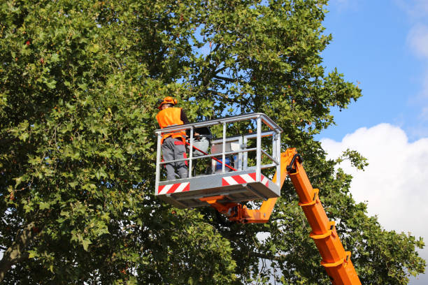 Professional Tree Services in Pottsboro, TX