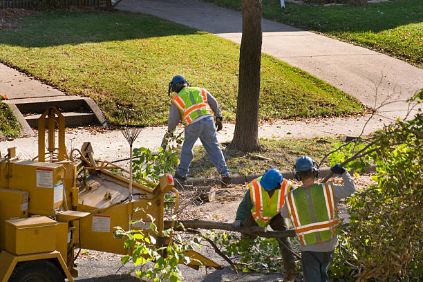 Best Tree Maintenance Programs  in Pottsboro, TX