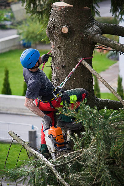  Pottsboro, TX Tree Services Pros