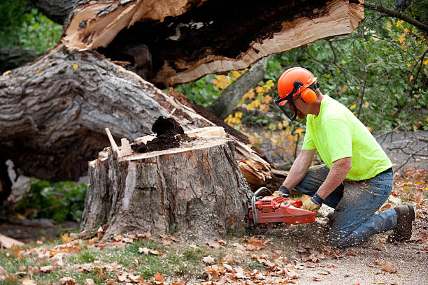 Best Tree Removal  in Pottsboro, TX